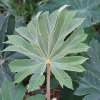 Tetrapanax papyrifer (Hook.) K.Koch